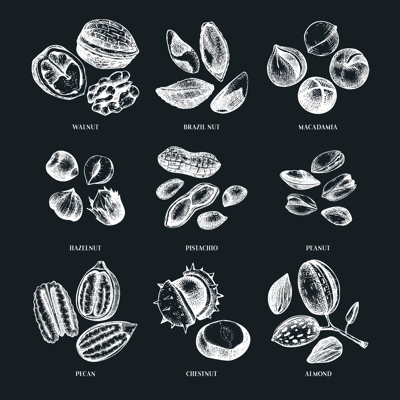 Vector nuts illustrations collection on chalkboard. Hand-drawn pecan, macadamia, pine nuts, walnut, almond, pistachio, chestnut, peanut, Brazil nut, hazelnut. Hand-sketched healthy food drawings